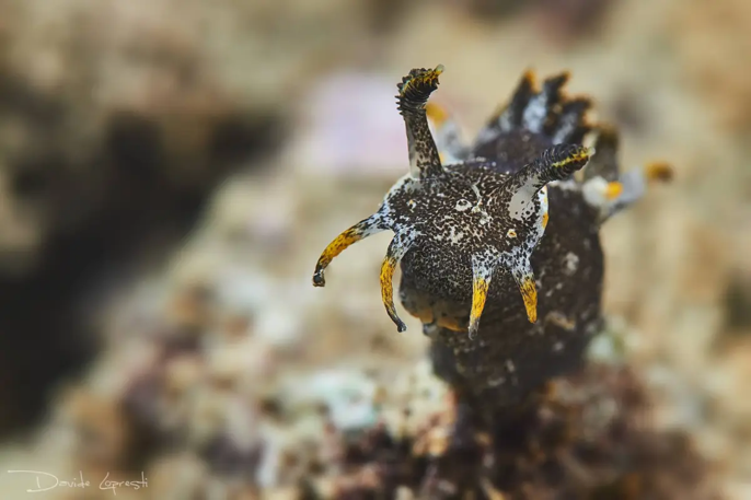 Polycera hedgpethi nudibranco invasivo