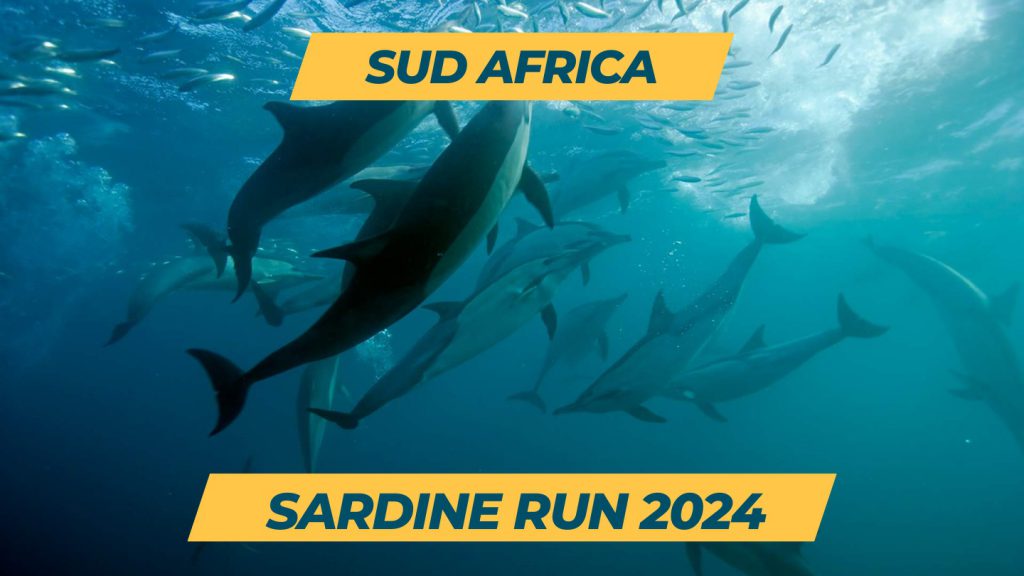 sardine run sud africa