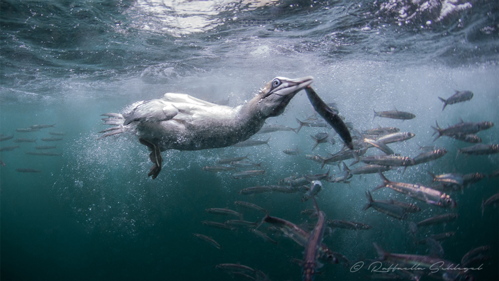 cormorano-Sardine-run-Raffaella-Schlegel