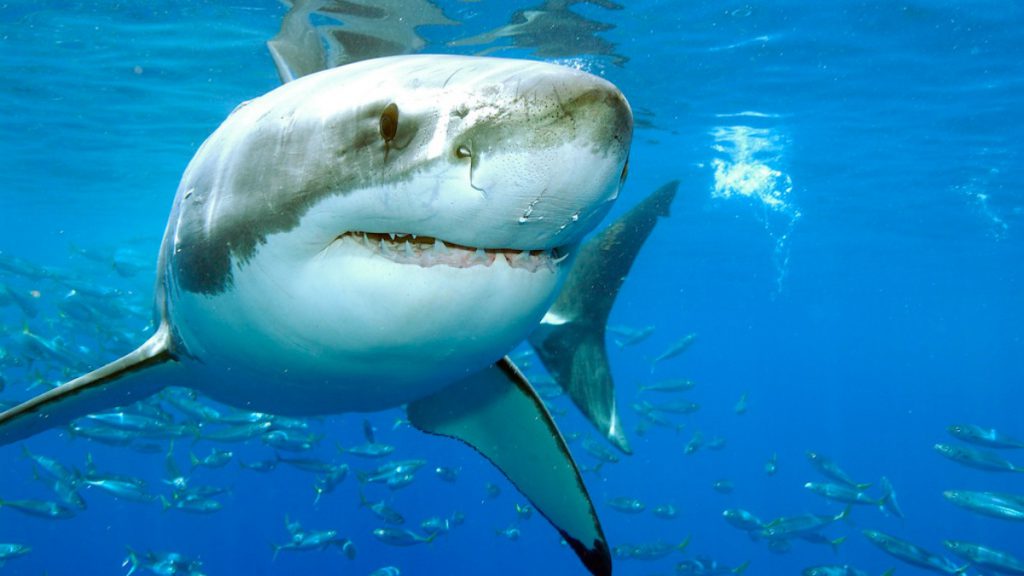 crociera Socorro squalo Guadalupe