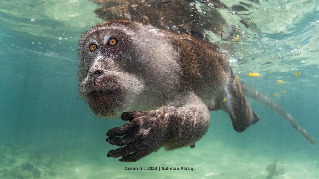 Ocean Art 2023 macaco sub Suliman Alatiq vincitore