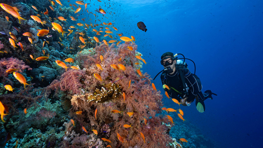 subacquea diving camel hotel