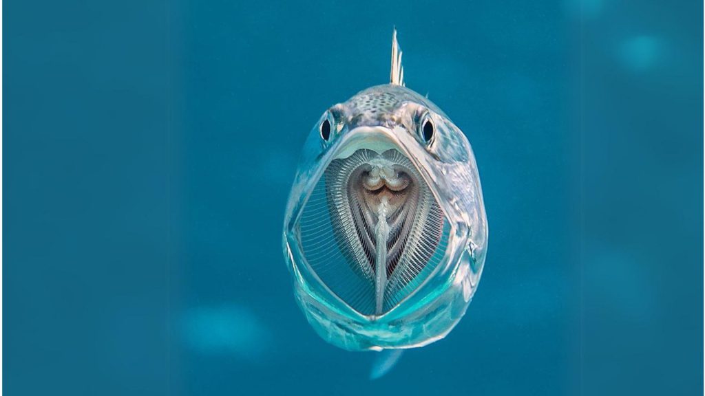 nomi scientifici nomenclatura pesci