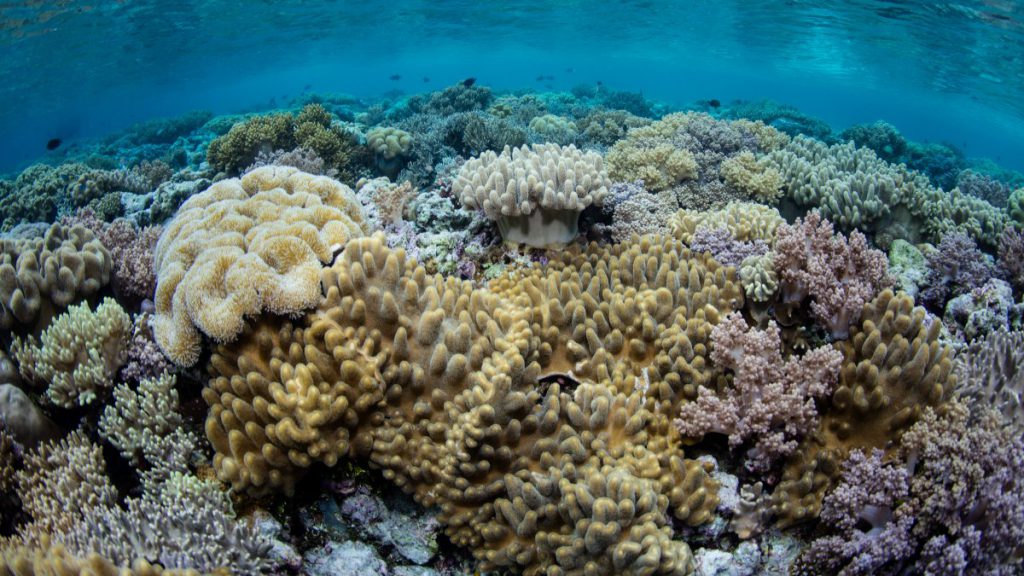 barriera corallina indonesia