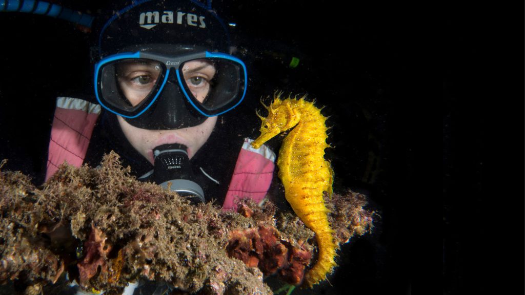 cavallucci subacquea