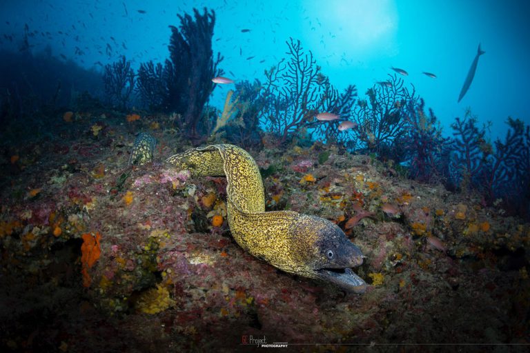 Massub Diving Portofino
