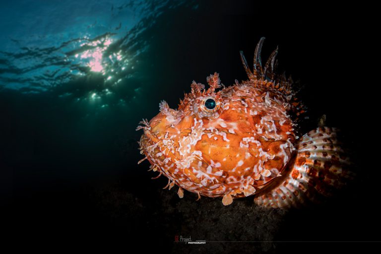 Massub Diving Portofino