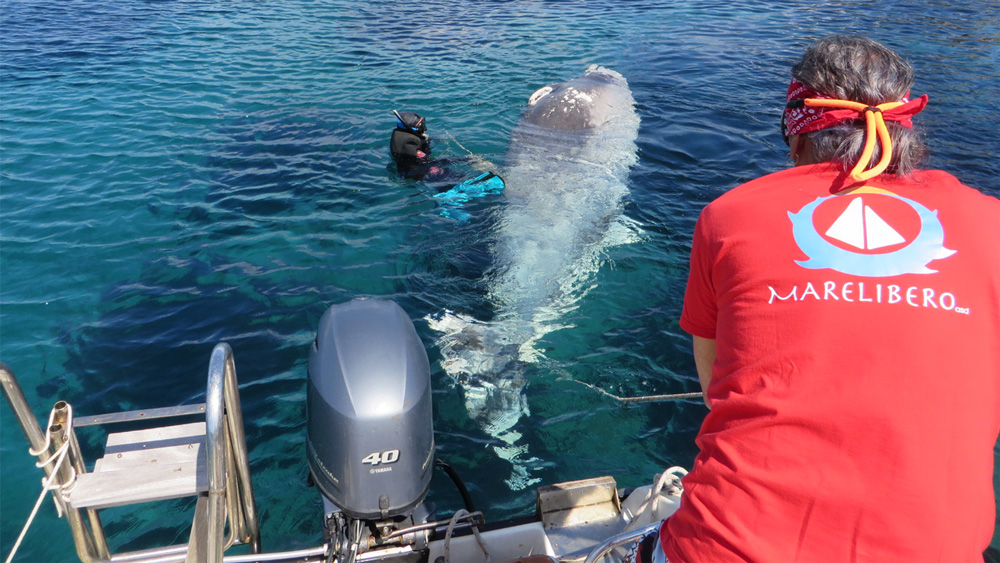Zifio elba recupero cetaceo delfino