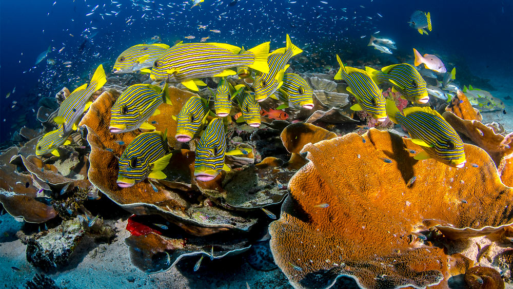 raja ampat biodiversita