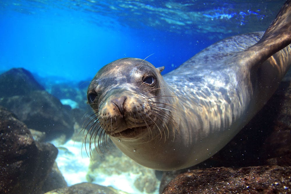 foca galapagos crociera subacquea
