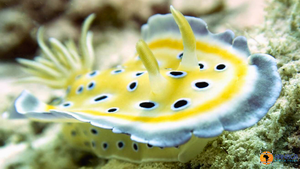 corso fotografia subacquea