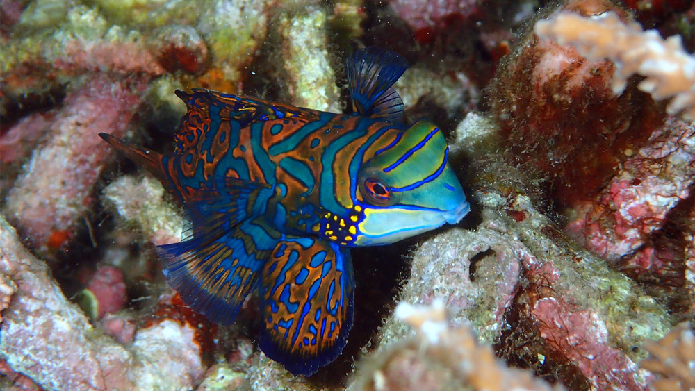 indonesia albatros top boat pesce mandarino