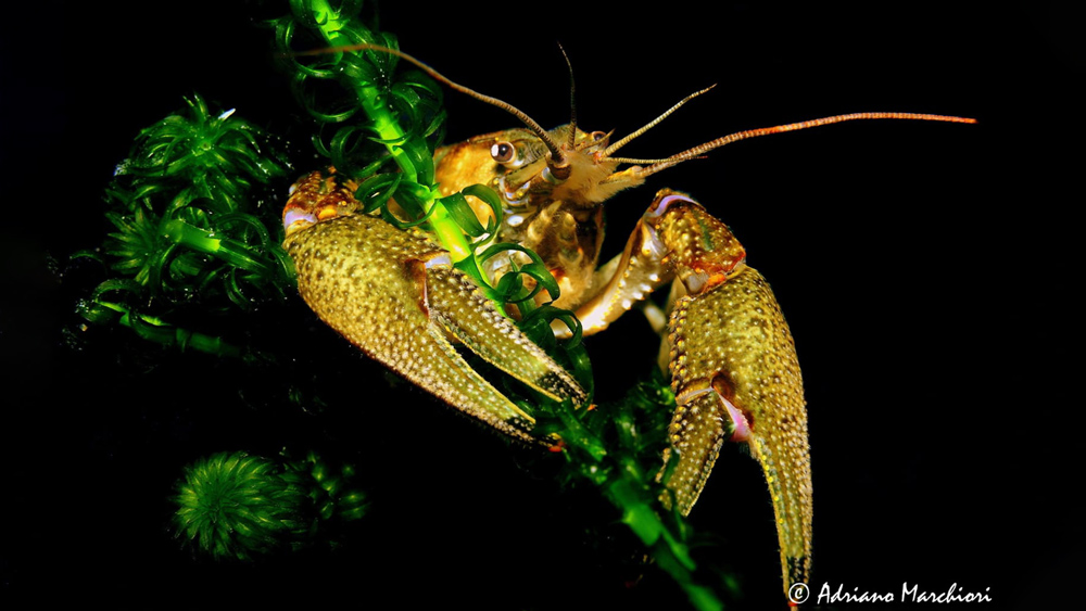 mostra-fotografia marchiori subacquea garda