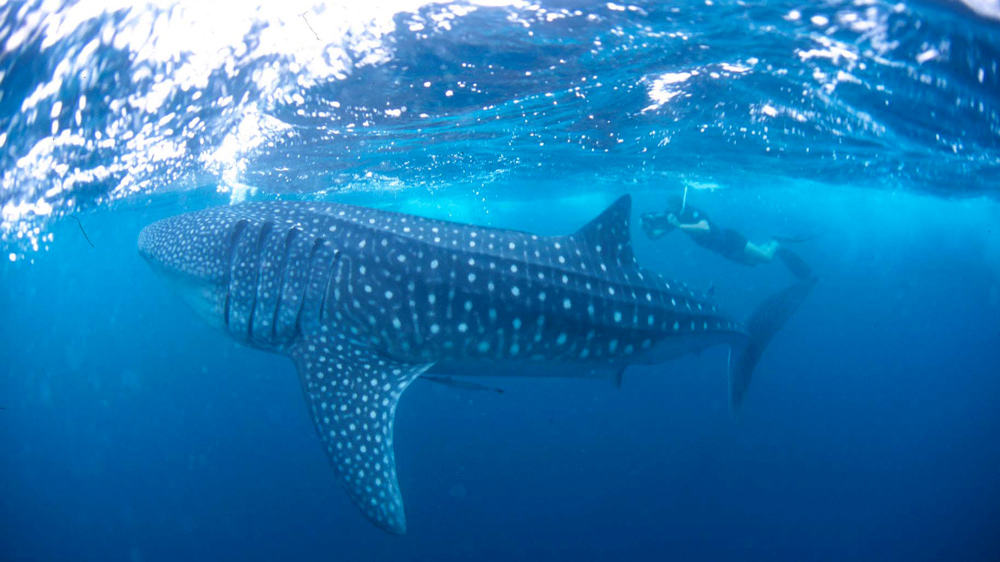 riconoscimento id squalo balena danilo