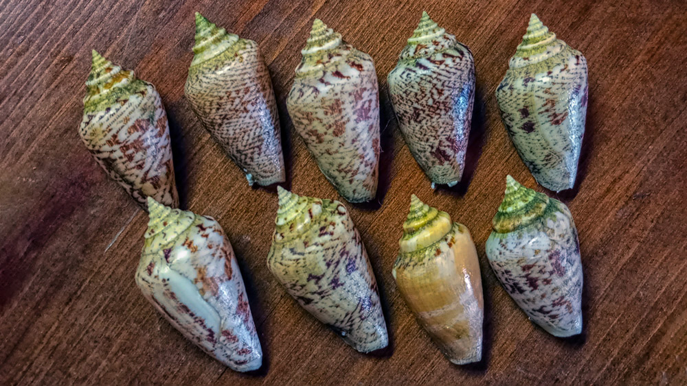 Conomurex persicus sicilia