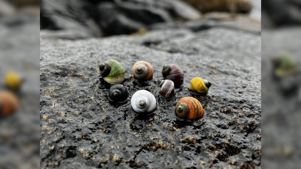 lumachina kerstin ricerca sub