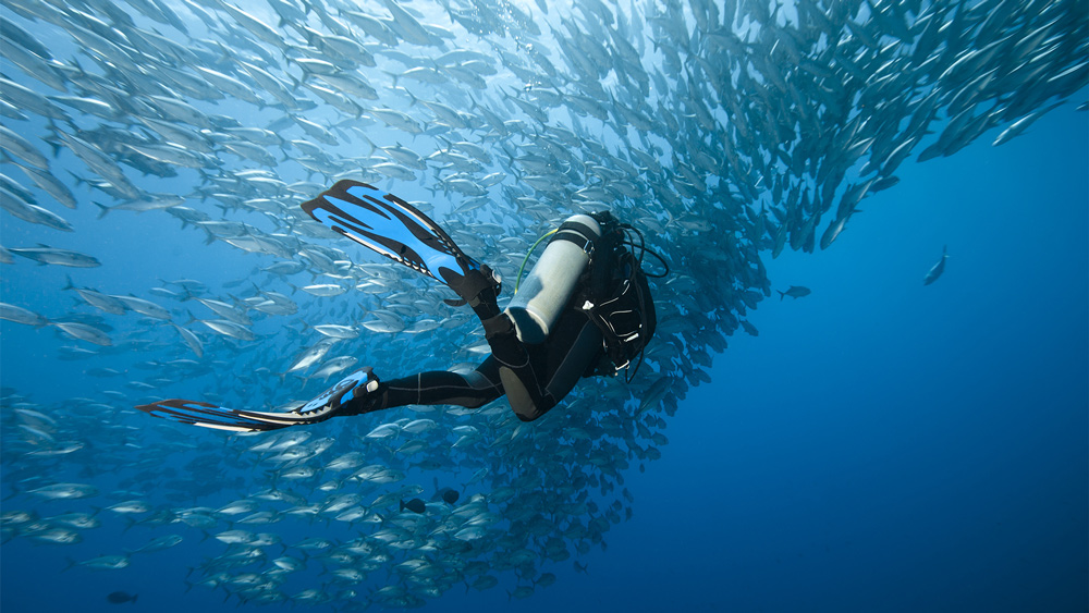 viaggi subacquei click and travel