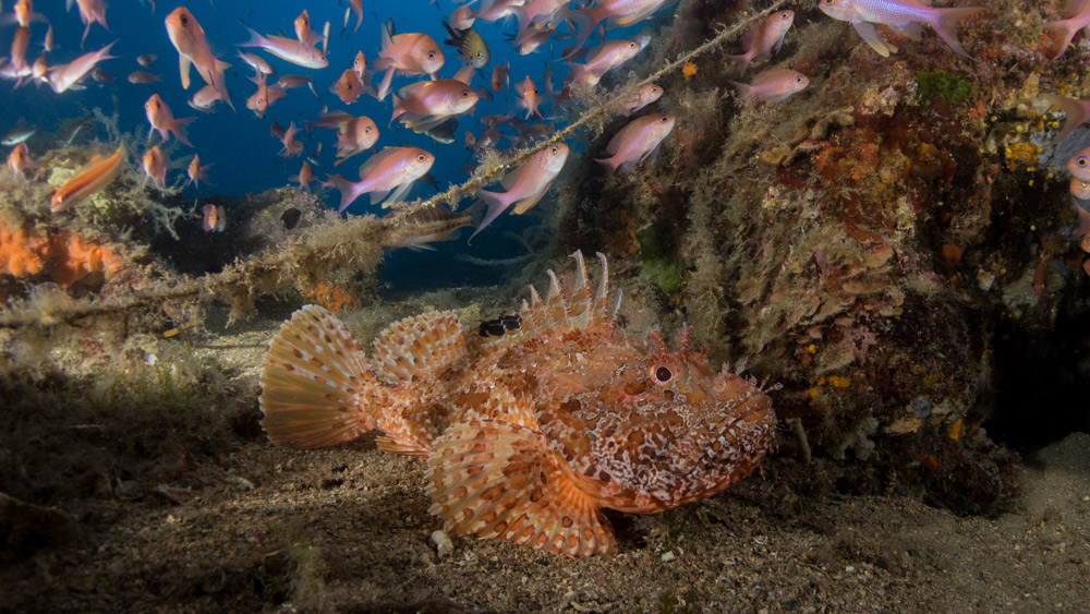 scorfano picchi di pablo elba