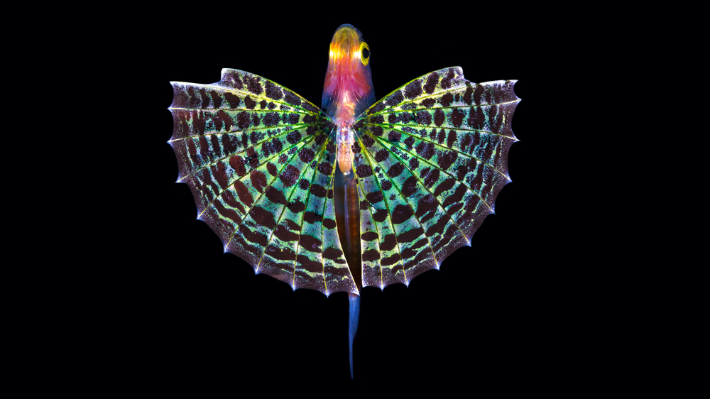 foto Alessandro Grasso pesce