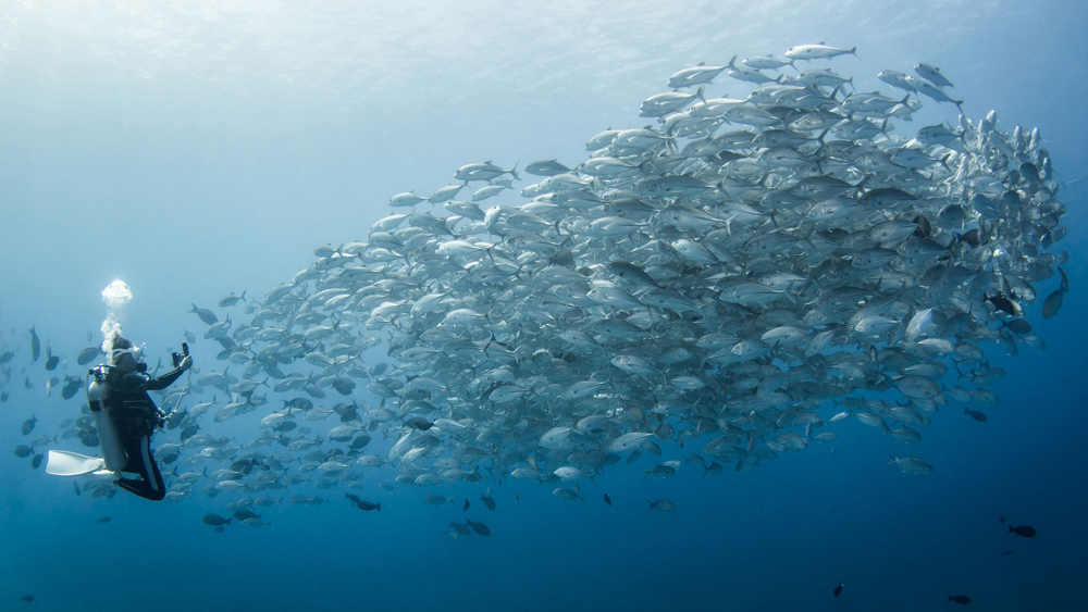 tahiti isole subacquea evento