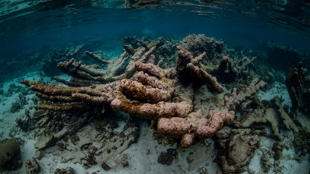 coralli malati bonaire caraibi