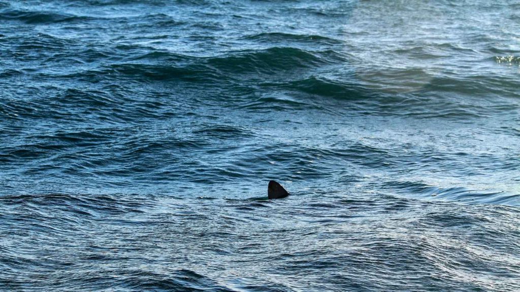 aggressione attacco squalo marsa