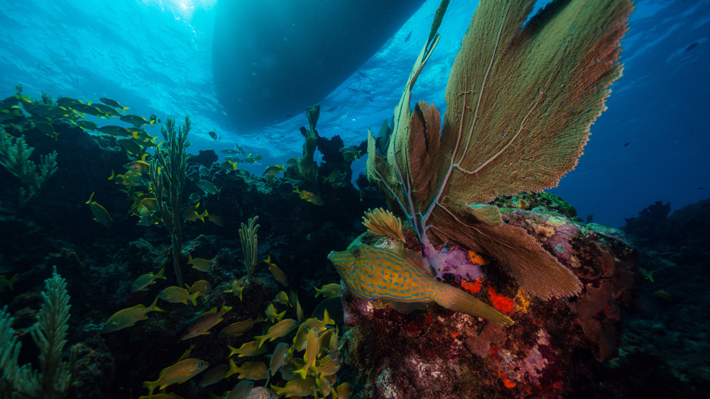 cancun museo subacqueo coralli