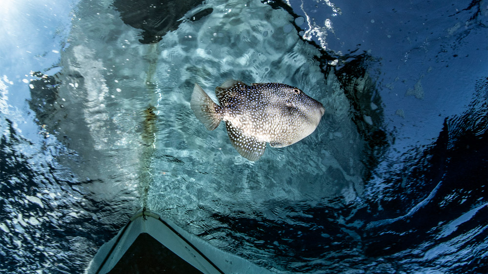 Pesce balestra nel Mar Mediterraneo, riflesso sotto la superficie vicino a una barca