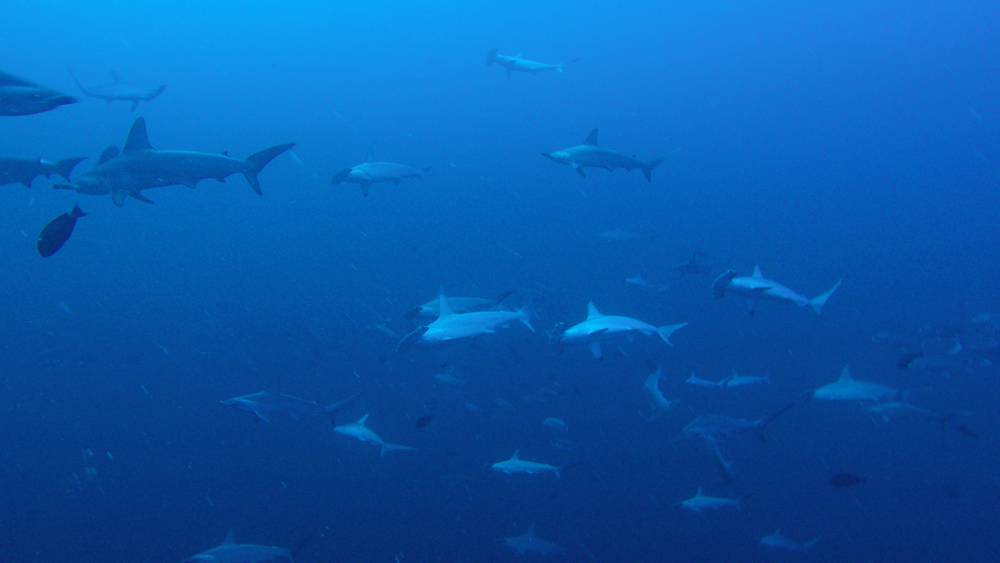 ricerca danishark martello subacquea socorro