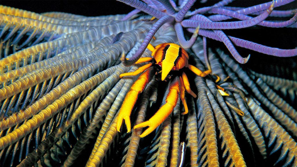 granchio pesci difficili da fotografare