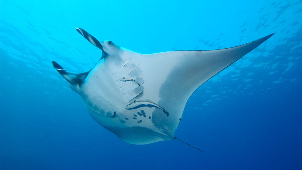 manta gigante mar rosso