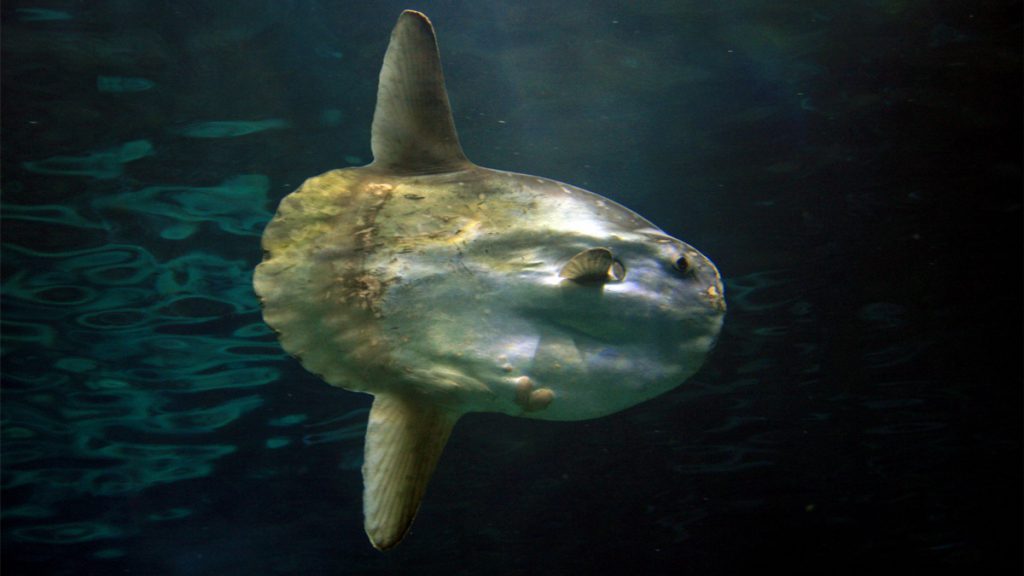 mola mola lembongan indonesia immersioni