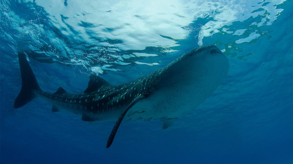 Squalo balena ripreso vicino alla superficie dell’acqua nelle acque delle Maldive