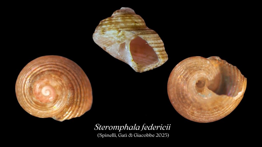 Steromphala federicii nuovo mollusco mar rosso