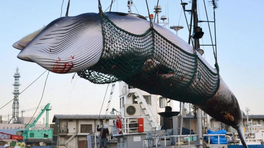 Stop caccia alle balene islanda