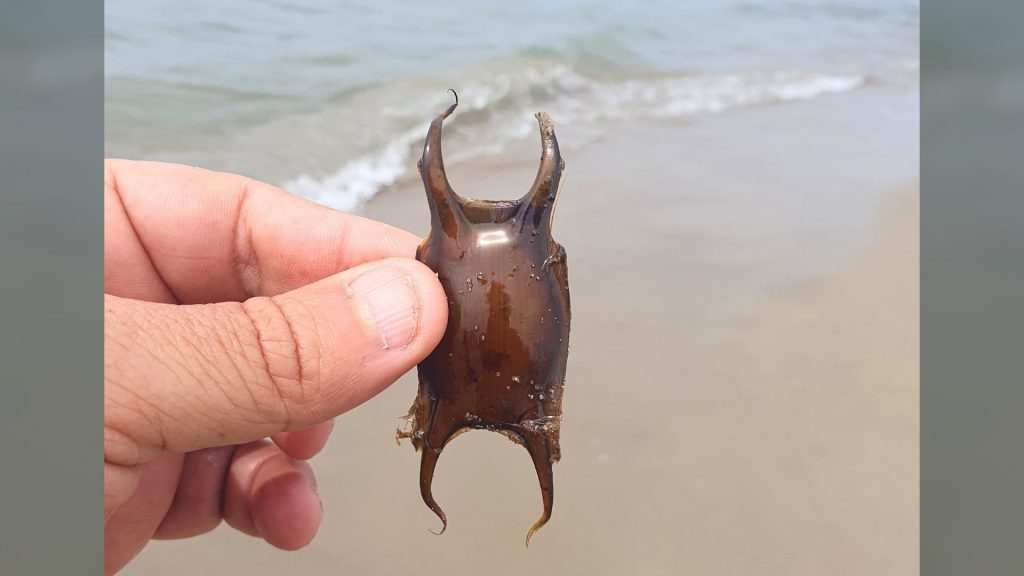 razza piccolo mai nato