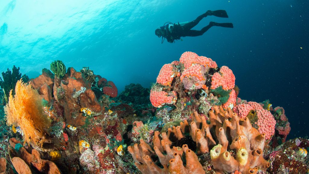 subacquea ferite punture mare