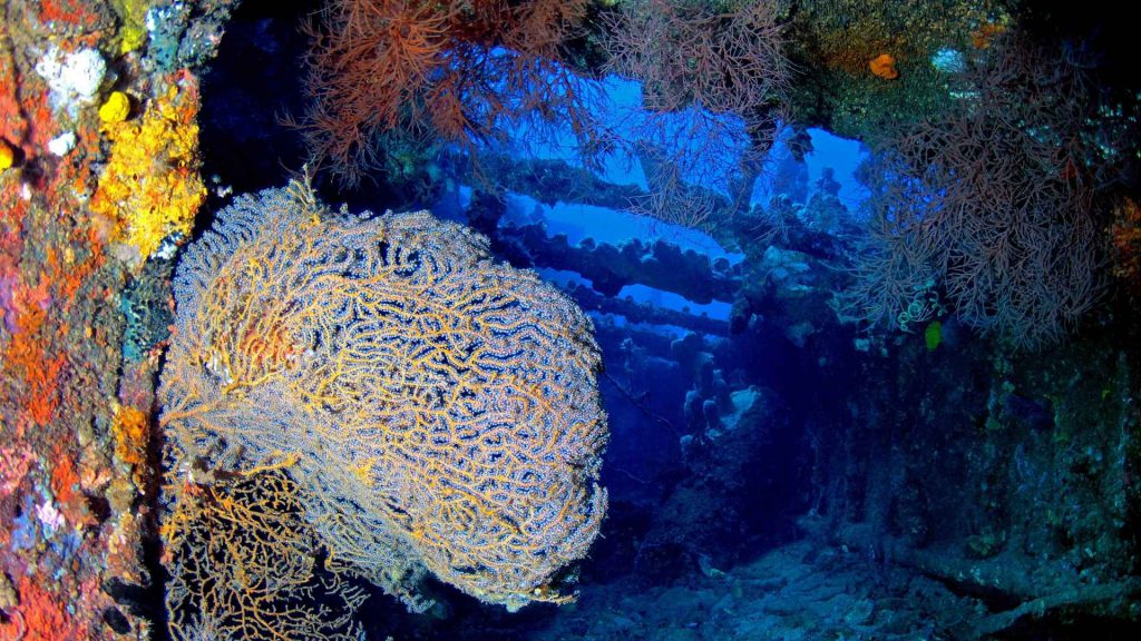 colonizzazione marina relitti