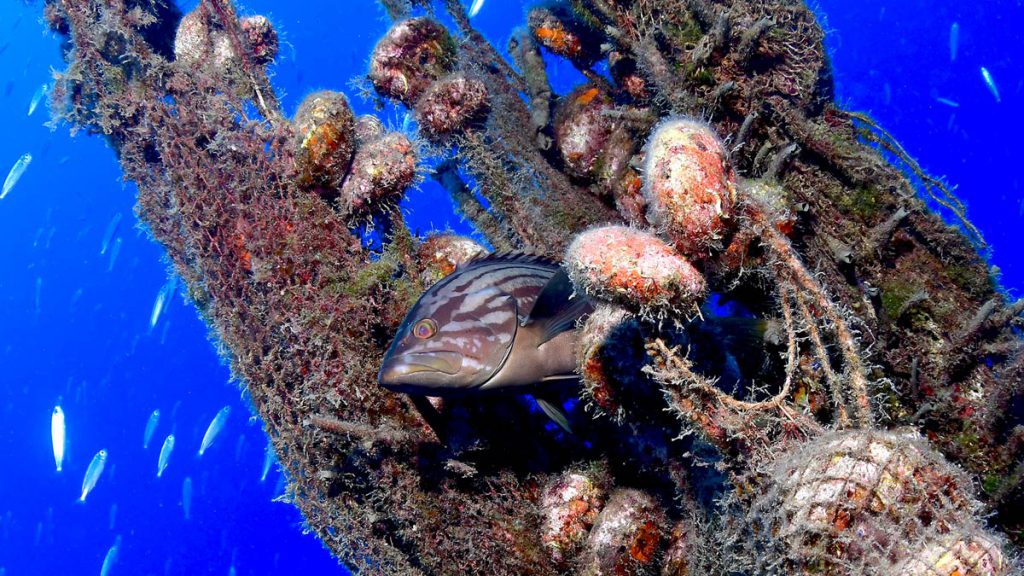 Cernia nascosta tra una rete fantasma colonizzata da bivalvi nel Mar Mediterraneo, simbolo di adattamento e mutazione degli ecosistemi sommersi