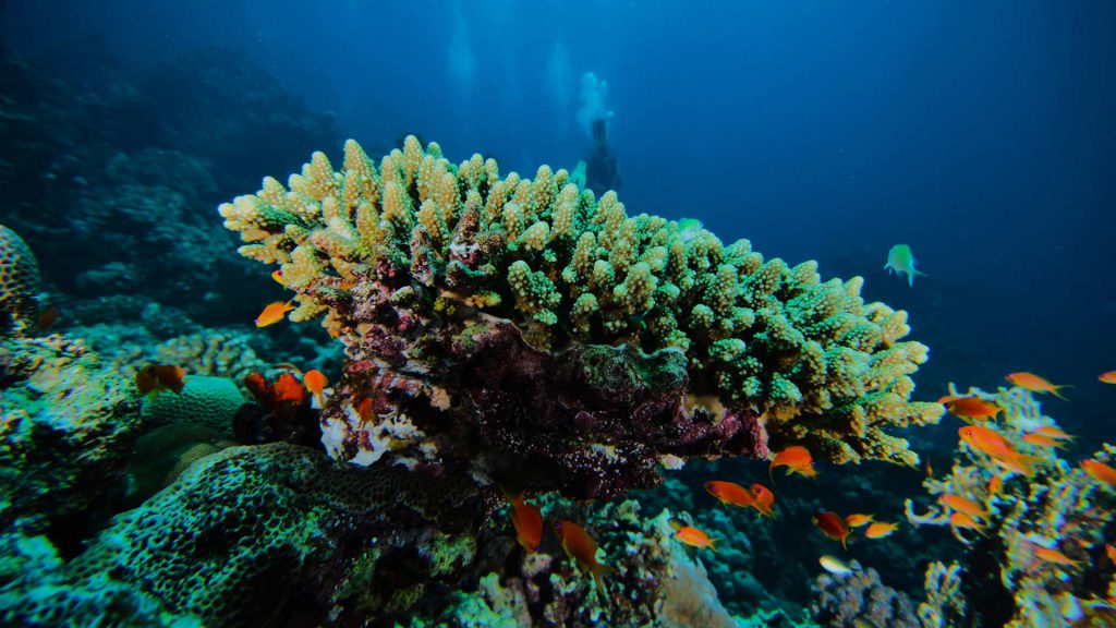 Corallo ramificato con pesci tropicali nel Mar Rosso, Farasan Banks