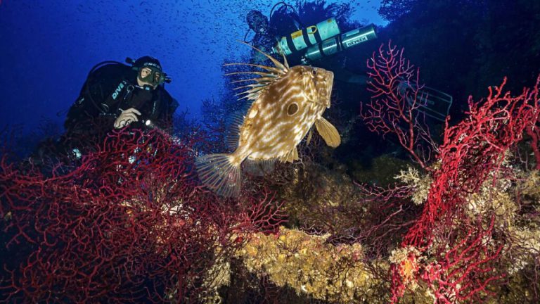 mondo sommerso corso biodiversità mediterraneo