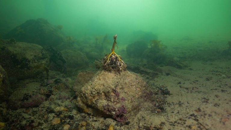 moria molluschi alghe