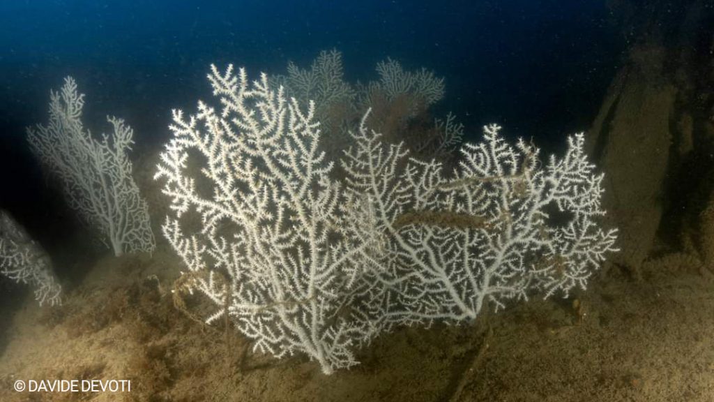 Gorgonie bianche (Paramuricea clavata) cresciute sul relitto della motonave Concordia, fotografia subacquea di Davide Devoti, Golfo della Spezia, profondità 43 metri.