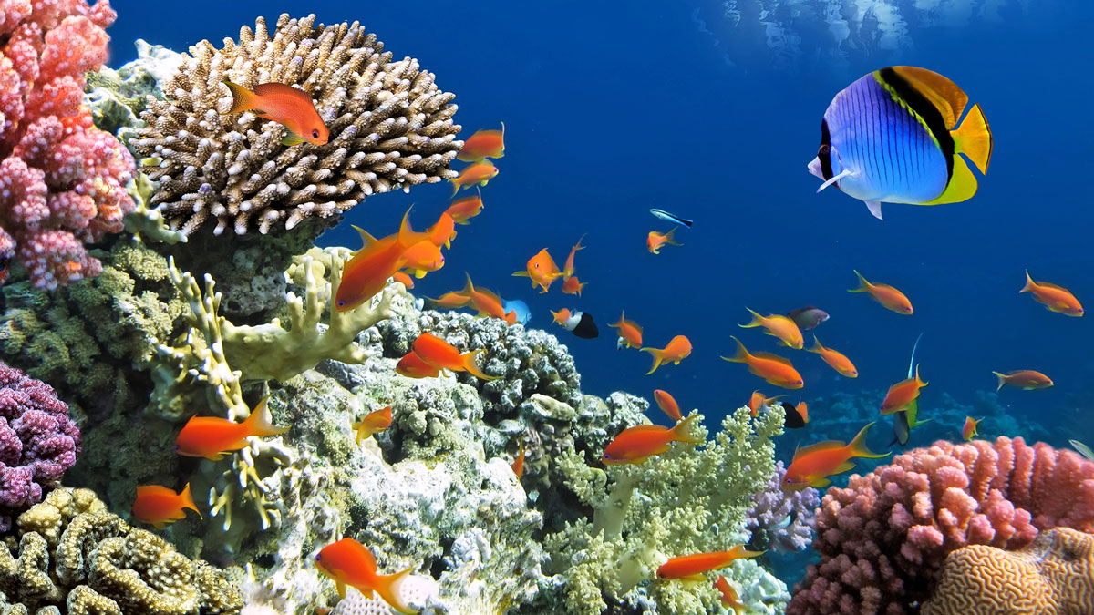 viaggi subacquei africa immersioni